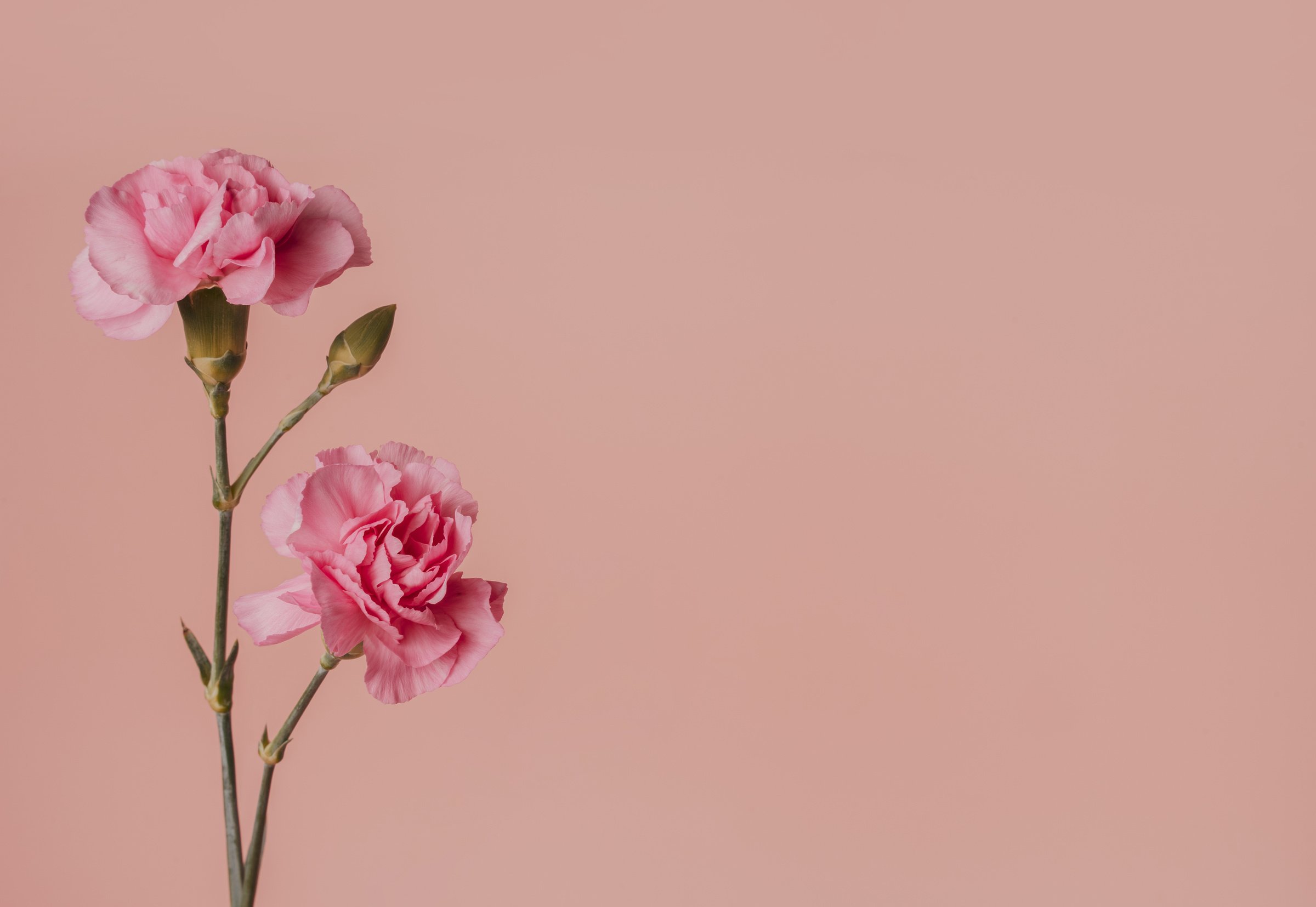 Feminine aesthetic blush pink background with carnation flower, minimal, with copy space